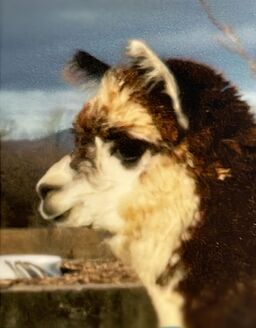 Have a Vermont farm wedding surrounded by cute alpacas like this brown one with a white face at Champlain Vally Alpacas.