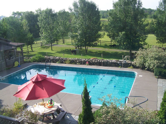 Alpacas graze in a pasture next to a pool cottage that guests can reserve for a Vermont farm stay.