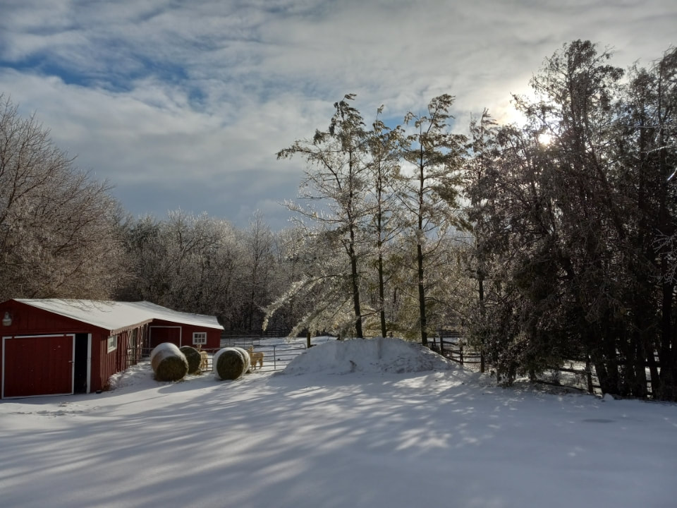 Guests glamping in winter can see alpacas eating from hay bails next to a red barn with snow covering the ground.