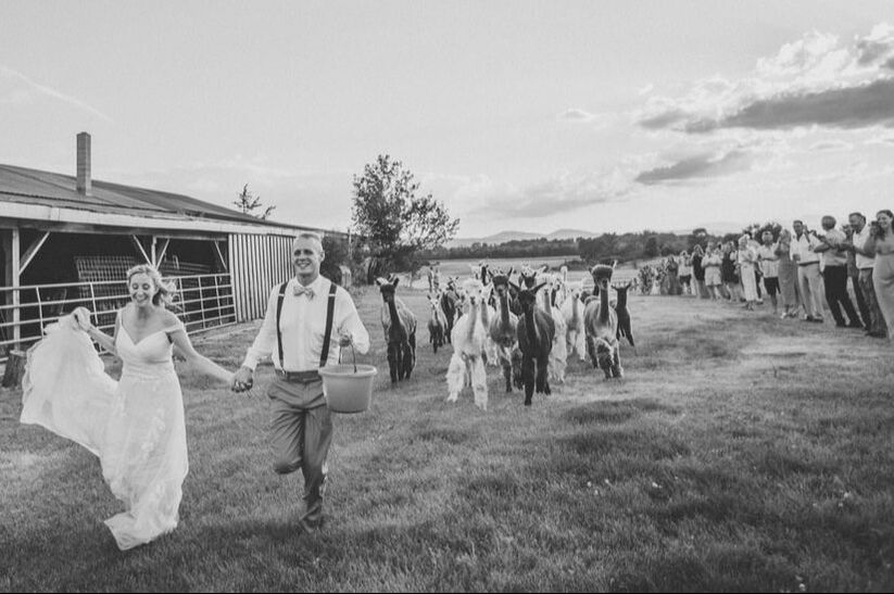 A bride and groom run in front of alpacas at their farm wedding in vermont.